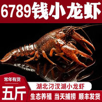 Xinghua small lobster live shrimp fresh and extra-large breeding lobster fresh batch of commercial hair Spicy Clean Water Shrimp Aquatic