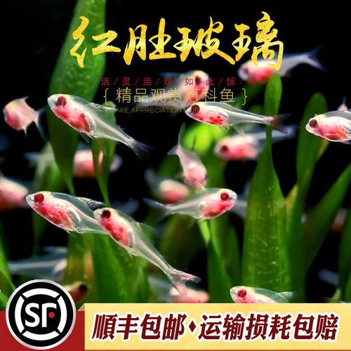 红肚玻璃灯淡水热带观赏鱼草缸群游透明霓虹七彩拉拉黄扯旗活体鱼 - 图0