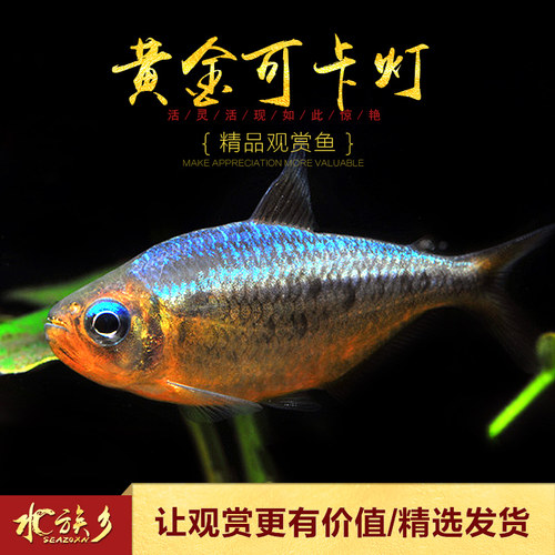 黄金可卡灯鱼南美进口F1黄金白金可卡霓虹帝王灯珍惜观赏鱼活体鱼 - 图3