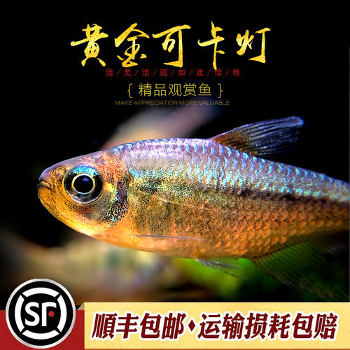 黄金可卡灯鱼南美进口F1黄金白金可卡霓虹帝王灯珍惜观赏鱼活体鱼 - 图1
