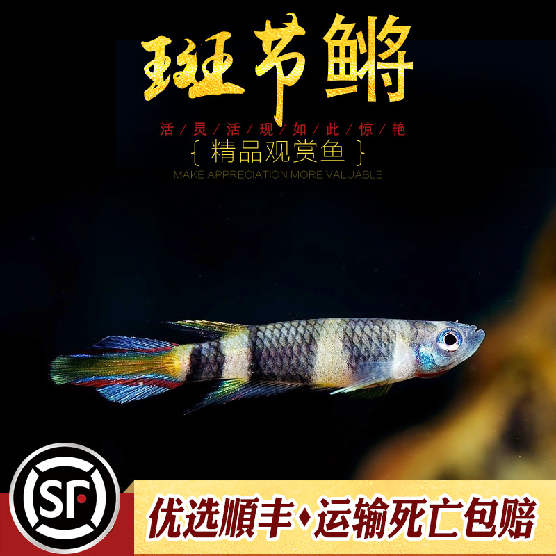 斑节鳉鱼小型鳉鱼非洲斑节将鱼火箭鳉蓝眼梦幻七彩漂亮宝贝鳉活体 - 图2