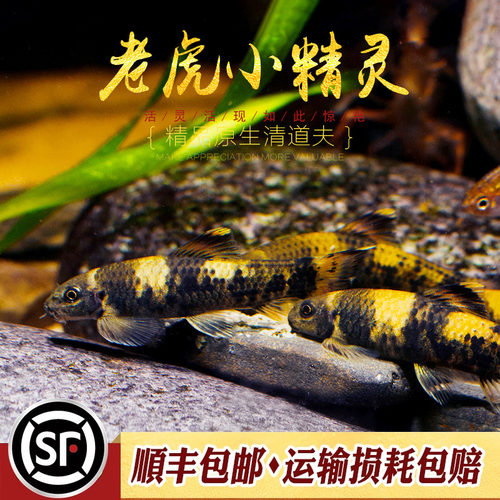 老虎小精灵鱼熊猫青苔鼠耐寒淡水进口原生除藻除青苔工具鱼活体鱼 - 图2