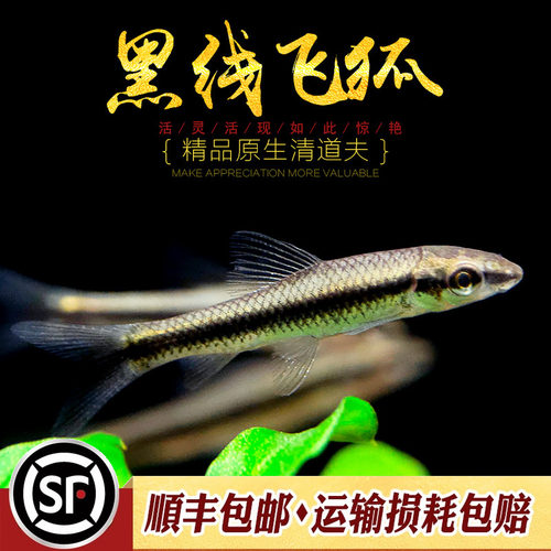 黑线飞狐 水草缸除黑毛藻强力除藻王工具鱼小猴金线一线飞狐活体 - 图0
