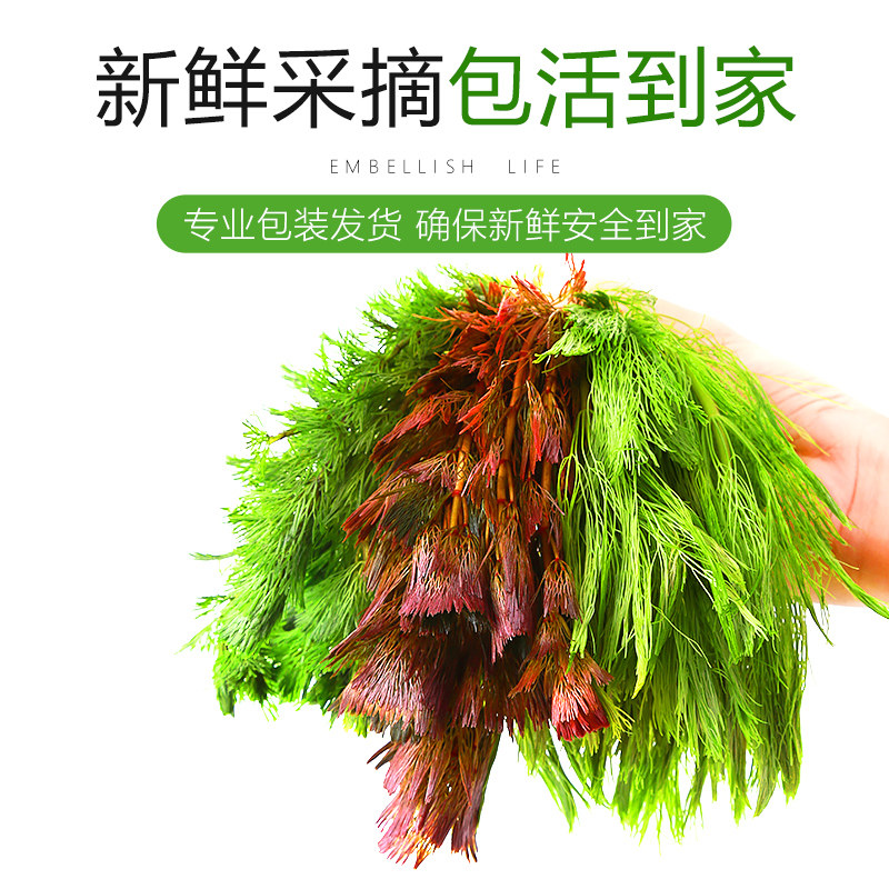 绿菊红菊大小宝塔淡水鱼缸造景水草蜈蚣草有茎类针百叶红松尾活体