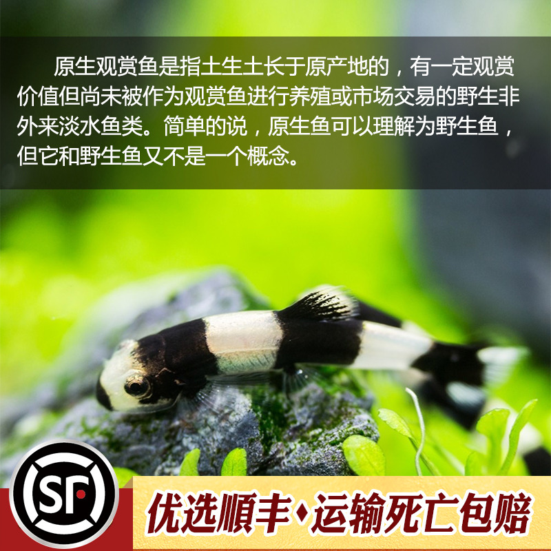 印尼鰕虾虎鱼原生观赏鱼橘吻子陵黄瓜白面红唇红腰蓝面紫鳍活体鱼-图0