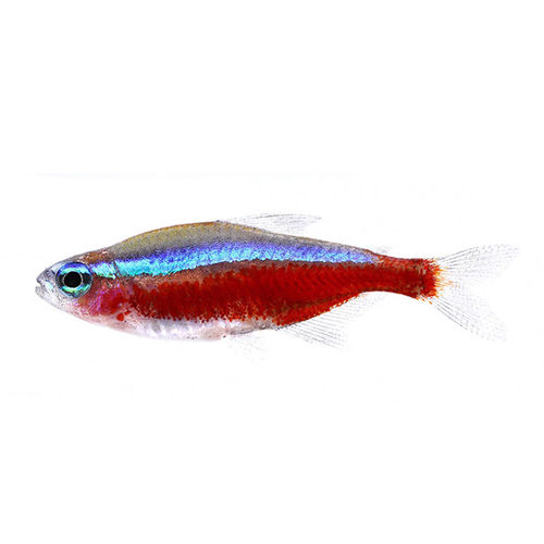 宝莲灯鱼淡水草缸热带鱼水族小型观赏鱼群游宠物新日光红莲灯科鱼 - 图3