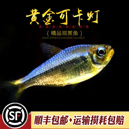 黄金可卡灯鱼南美进口F1黄金白金可卡霓虹帝王灯珍惜观赏鱼活体鱼 - 图2