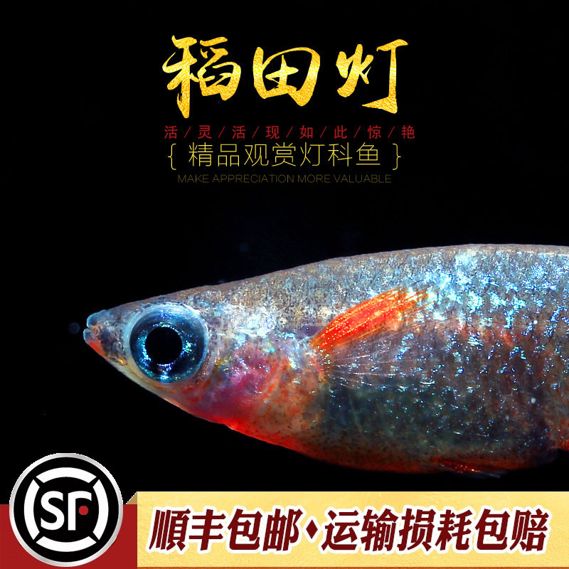 稻田灯鱼观背七彩霓虹稻田鱼小型热带鱼淡水观赏鱼梦幻鳉科鱼活体,淘宝优惠券,粉丝福利购,淘宝优惠卷