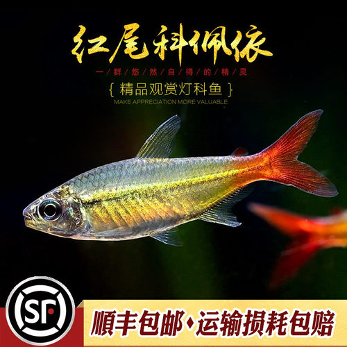 红尾科佩依鱼科配衣中高端南美灯科鱼热带鱼淡水鱼草缸群灯鱼活体 - 图0