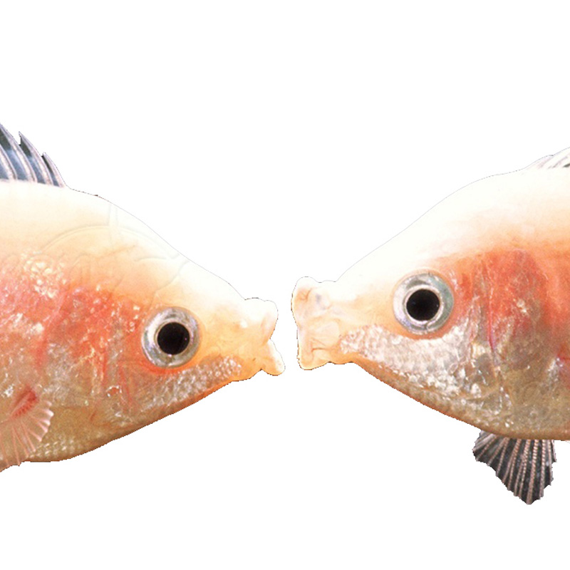 接吻鱼可爱kiss亲亲嘴观赏鱼水草缸热带情人桃花香吻鱼送男女礼品-图3
