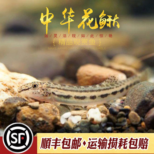 中华花鳅小型冷水泥鳅淡水观赏鱼翻砂神奇招财风水鱼花斑泥鳅活体 - 图0