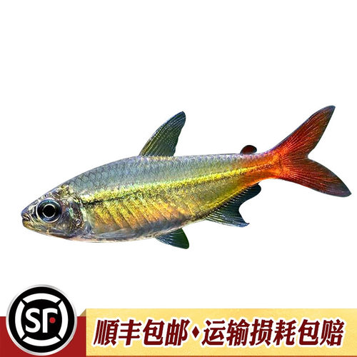 红尾科佩依鱼科配衣中高端南美灯科鱼热带鱼淡水鱼草缸群灯鱼活体 - 图3