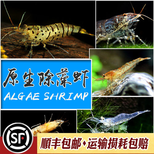 原生除藻虾淡水工具虾黑壳大河藻红鼻虾秀丽白水晶虎纹蜜蜂虾活体 - 图0
