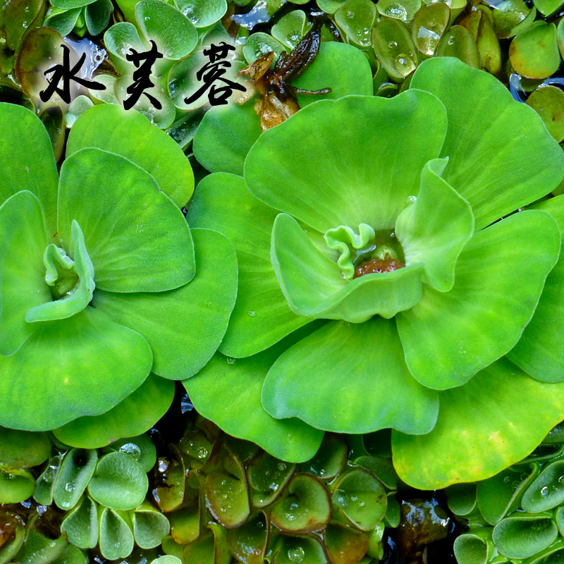 浮萍水草集合水芙蓉肚兜萍槐叶萍圆心萍芝麻红毛丹萍珊瑚浮萍no3 - 图1