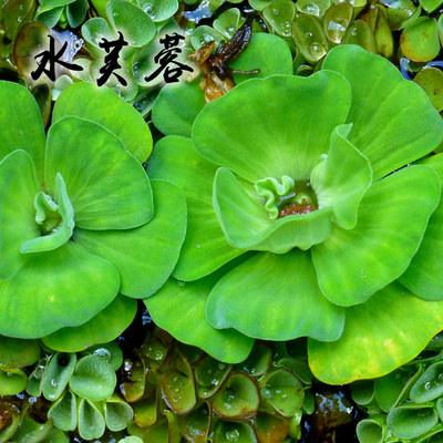 浮萍水草集合水芙蓉肚兜萍槐叶萍圆心萍芝麻红毛丹萍珊瑚浮萍no3 虎窝淘