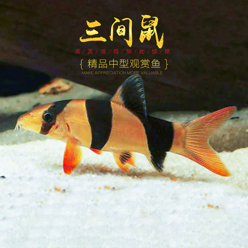 三间鼠鱼小丑泥鳅三间老鼠鱼龙鱼配鱼清缸热带观赏工具鱼活体宠物 - 图2