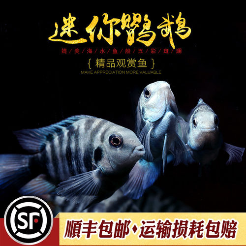 迷你鹦鹉鱼台湾小型短鲷英武白金波子蓝色观赏鱼活体热带鱼好繁殖 - 图0