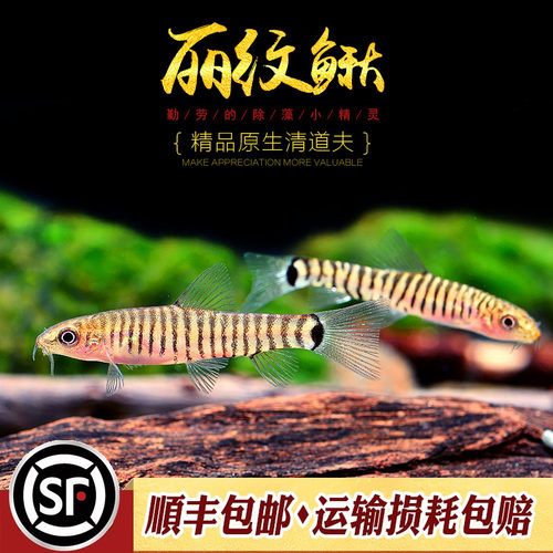 丽纹鳅云南斑马鳅淡水观赏鱼冷水不加温底层工具鱼群游热带鱼活体 - 图2