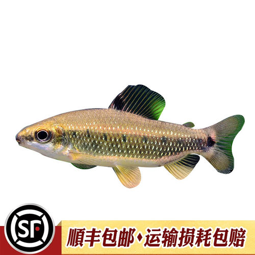 绿带金点皇冠灯鱼非洲进口高端稀有中型群游鱼经典吃黑毛丝藻活体 - 图3