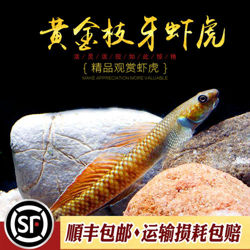 黄金枝牙枝桠虾虎鱼饰妆枝牙虾虎热带鱼蓝面电光红唇小熊猫虾虎鱼 - 图2