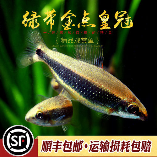 绿带金点皇冠灯鱼非洲进口高端稀有中型群游鱼经典吃黑毛丝藻活体 - 图2