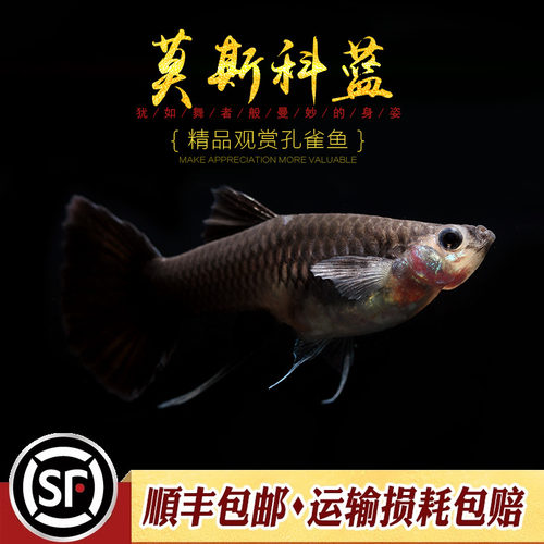 莫斯科蓝孔雀鱼精品观赏纯种热带小型胎生鱼冰蓝莫兰墨兰缎带活体 - 图2