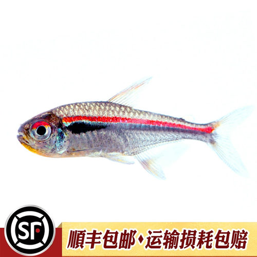 阿玛帕三色灯鱼南美阿马帕玛高端小型灯科鱼灯鱼群游观赏小鱼活体 - 图3