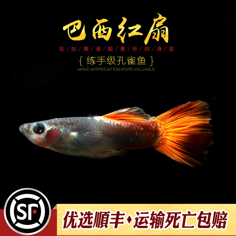 [水族乡]巴西红扇孔雀鱼小型热带淡水观赏鱼缸活体宠物褶扇凤尾-图0