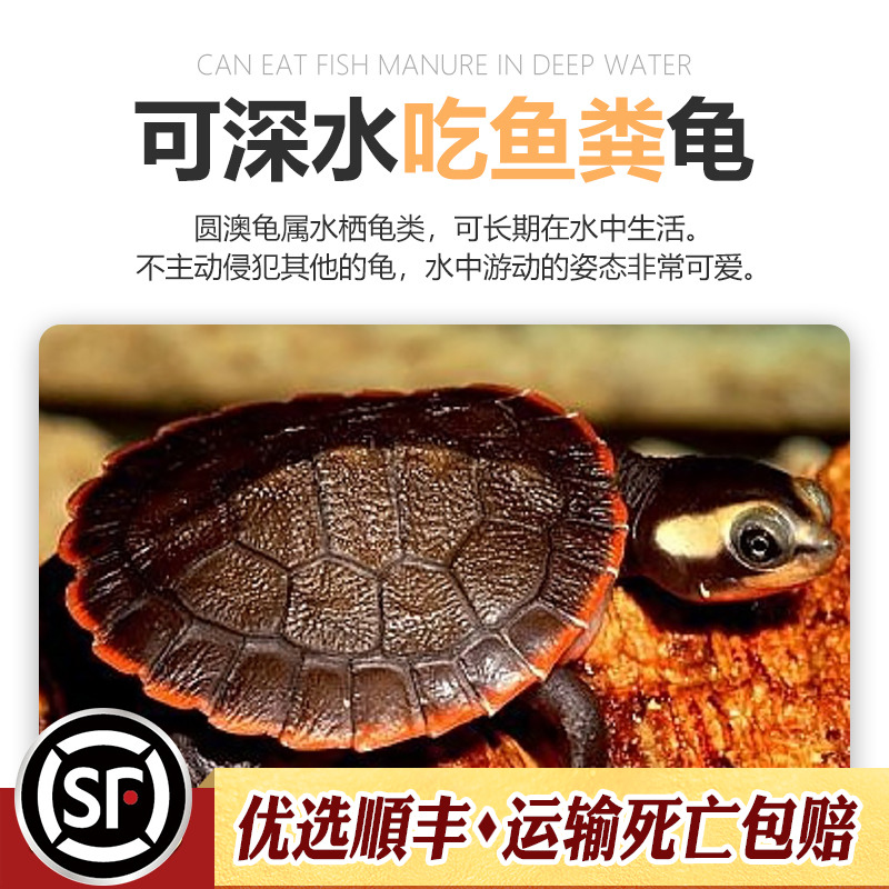 红腹圆澳龟深水混养圆奥红纹曲颈吃垃圾鱼粪便玩具清洁乌龟清道夫-图0