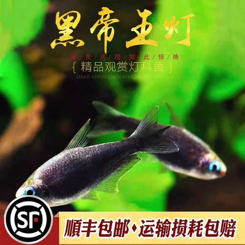 帝王灯鱼小型热带鱼黄金红尾黑帝王草缸淡水招财灯科鱼群游鱼活体 - 图0