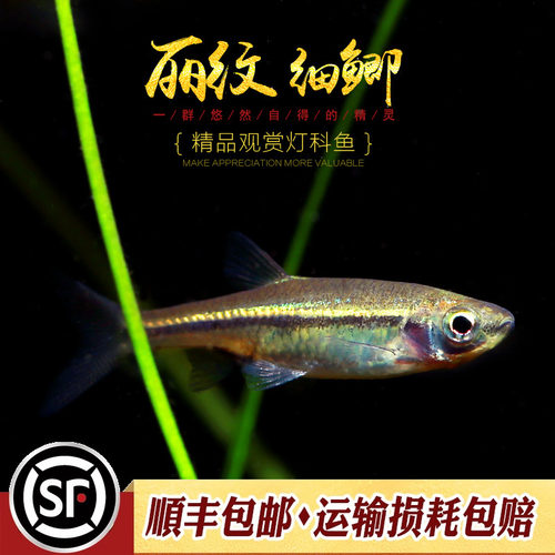 金线丽纹细鲫林氏细鲫鱼原生小型冷水鱼观赏灯鱼水草缸上层鱼活体 - 图0