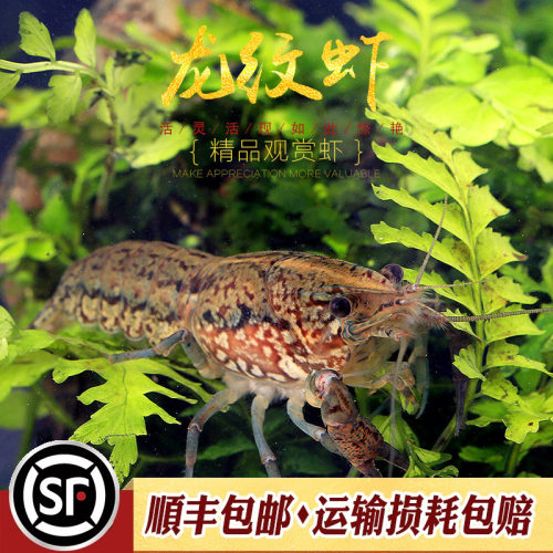 龙纹虾新手入门淡水观赏虾宠物小龙虾单性繁殖蓝螯虾橘鳌虾活体虾 - 图0