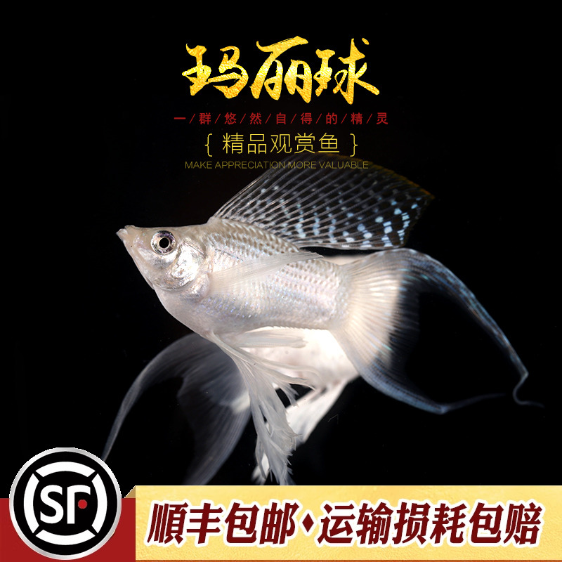 玛丽鱼热带观赏鱼淡水胎生鱼黑白金色奶牛斑点玛丽米奇月光鱼活体-图2
