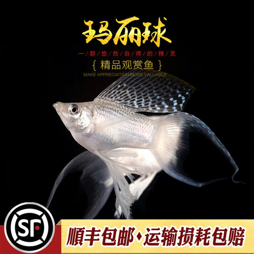 玛丽鱼热带观赏鱼淡水胎生鱼黑白金色奶牛斑点玛丽米奇月光鱼活体 - 图2