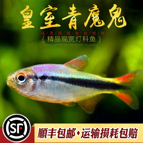 皇室青魔鬼灯鱼热带鱼草缸群游高端南美七彩魔鬼鱼巴西ye生鱼活体 - 图1