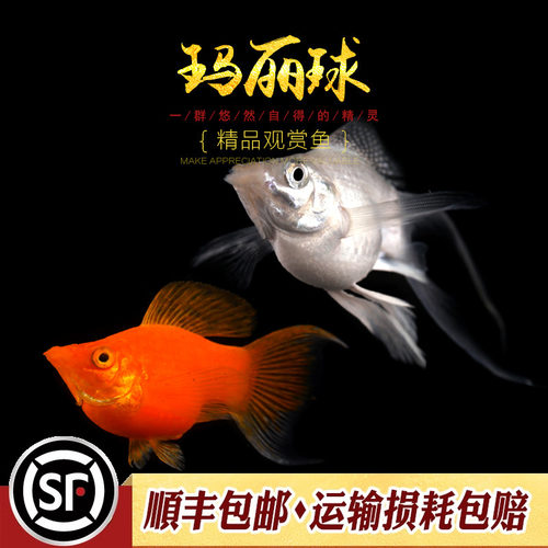 玛丽鱼热带观赏鱼淡水胎生鱼黑白金色奶牛斑点玛丽米奇月光鱼活体 - 图0