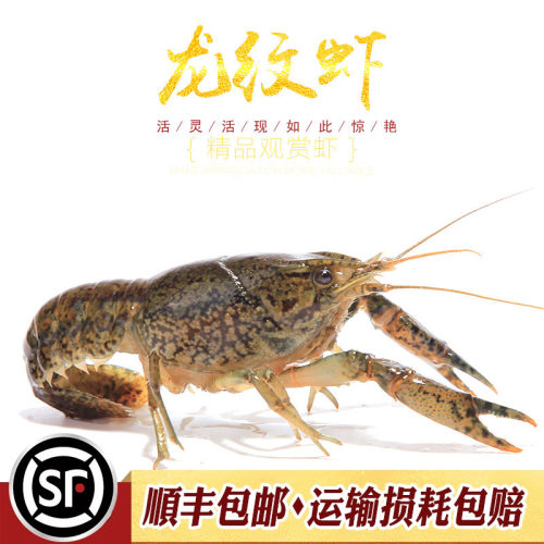 龙纹虾新手入门淡水观赏虾宠物小龙虾单性繁殖蓝螯虾橘鳌虾活体虾 - 图1