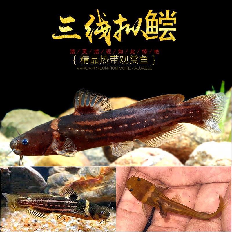 什么样的鱼叫猫鱼,猫鱼长啥样,猫鱼图片大全_大山谷图库