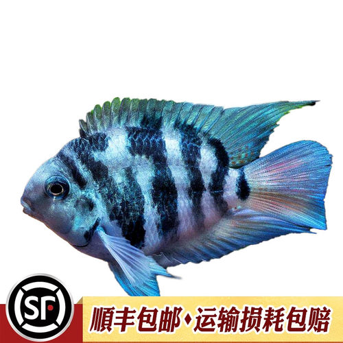 迷你鹦鹉鱼台湾小型短鲷英武白金波子蓝色观赏鱼活体热带鱼好繁殖 - 图3