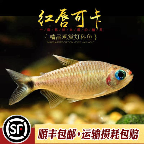 红唇可卡灯科鱼热带观赏小型群游南美高端稀有黄金红月可卡灯活体 - 图2