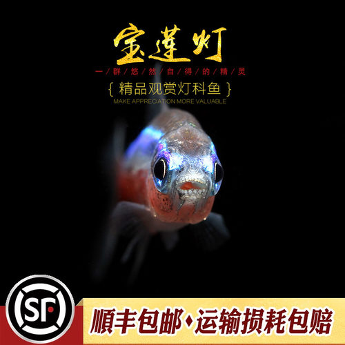 宝莲灯鱼淡水草缸热带鱼水族小型观赏鱼群游宠物新日光红莲灯科鱼 - 图2