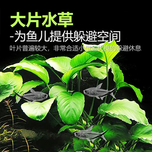 水榕水草植物蓝精灵丹麦瓦利斯尖叶黄金迷你小榕草缸懒人造景水草 - 图0
