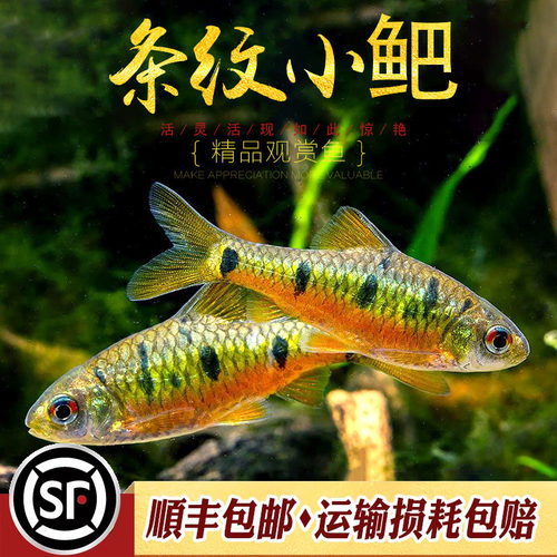 条纹小巴二须小鲃鱼七星鲫原生淡水观赏鱼原生小鲅小巴耐寒活体鱼 - 图3