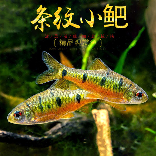 条纹小巴二须小鲃鱼七星鲫原生淡水观赏鱼原生小鲅小巴耐寒活体鱼 - 图3