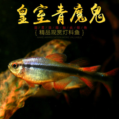 皇室青魔鬼灯鱼热带鱼草缸群游高端南美七彩魔鬼鱼巴西ye生鱼活体 - 图3