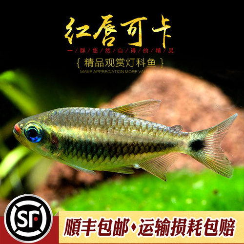 红唇可卡灯科鱼热带观赏小型群游南美高端稀有黄金红月可卡灯活体 - 图3