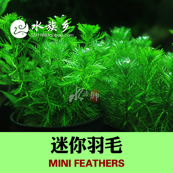 [水族乡]鱼缸造景真水草-进口迷你羽毛草/盆约10支（中后景草)-图0