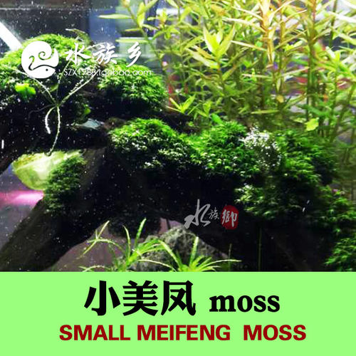 小美凤迷你美凤水草moss网片定植鱼虾缸水草缸凤尾莫丝新手水下草 - 图2