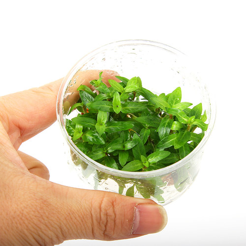鱼缸前景水草迷你矮日本矮小牛毛爬地珍珠叉柱花挖耳草天胡荽活体 - 图2