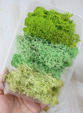 永生驯鹿苔藓DIY微景观背景墙
